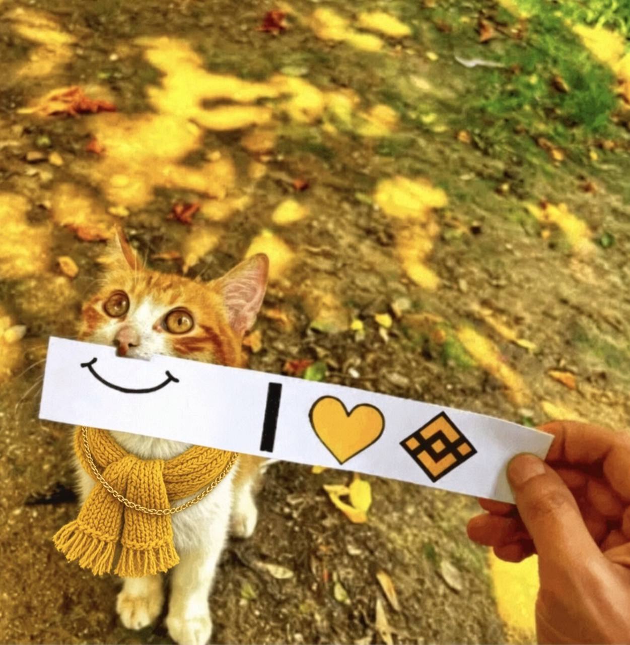 The original BscCat community photo — an orange and white cat in a yellow scarf holding an I love BNB sign