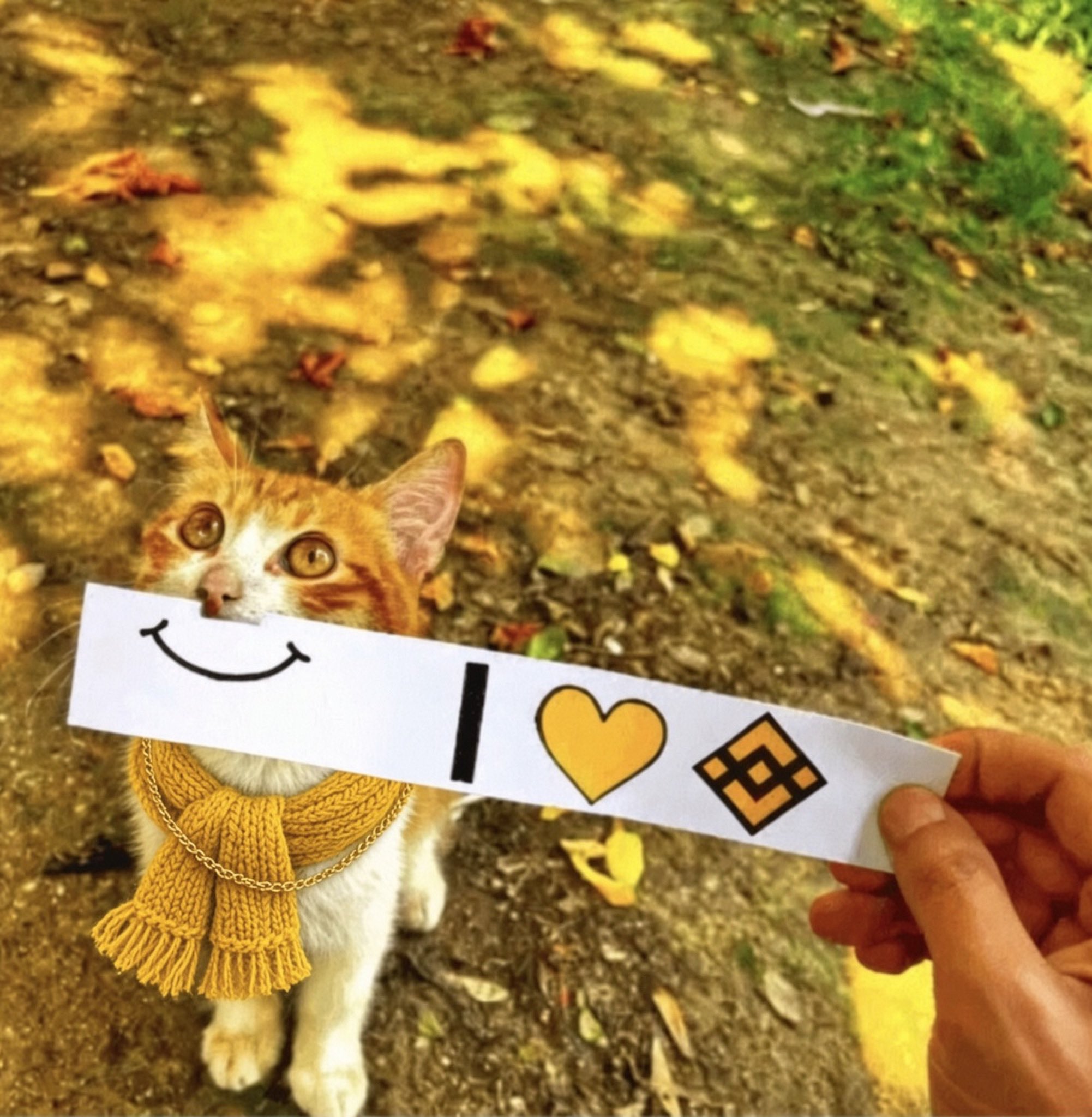 Original BSCAT community cat photo
